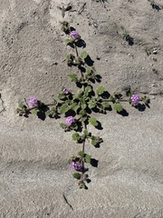 Abronia villosa villosa