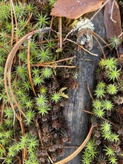 Polytrichum juniperinum