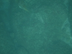 Epinephelus labriformis