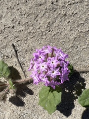 Abronia villosa villosa