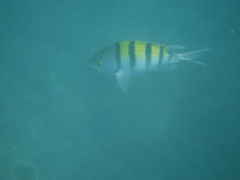 Abudefduf troschelii