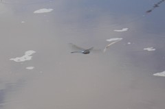 Rhionaeschna multicolor