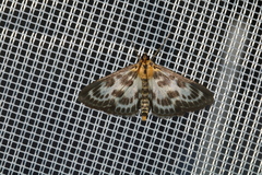 Anania hortulata