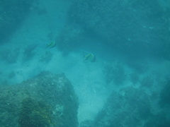 Zanclus cornutus