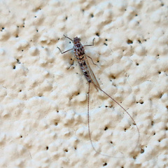 Callibaetis pictus