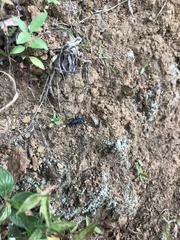 Pseudoxycheila tarsalis