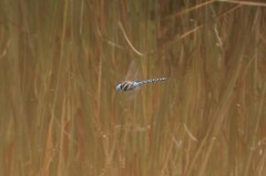 Rhionaeschna multicolor