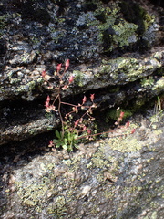 Micranthes ferruginea