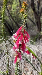 Epacris longiflora