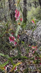 Epacris longiflora