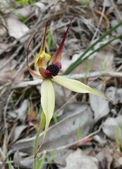Caladenia macrostylis