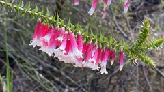 Epacris longiflora