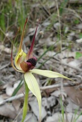 Caladenia macrostylis