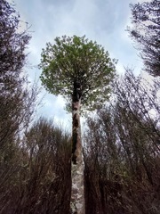 Elaeocarpus hookerianus