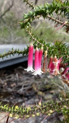 Epacris longiflora