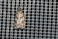 Scoparia pyralella