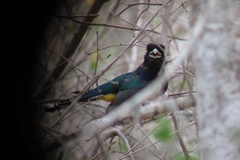 Trogon caligatus