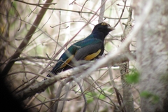 Trogon caligatus