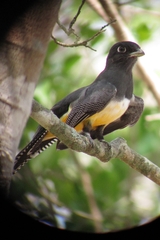Trogon caligatus