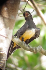 Trogon caligatus