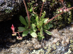 Micranthes ferruginea
