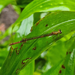 Argiocnemis rubescens