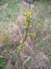 Berberis empetrifolia