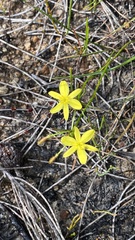 Tricoryne elatior