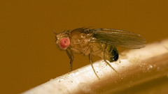 Drosophila melanogaster