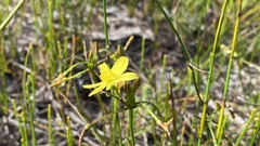 Tricoryne elatior