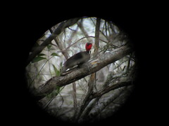 Campephilus guatemalensis