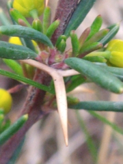 Berberis empetrifolia