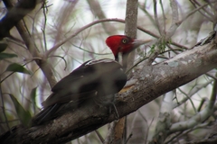 Campephilus guatemalensis