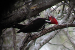 Campephilus guatemalensis