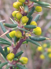 Berberis empetrifolia