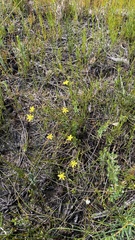 Tricoryne elatior
