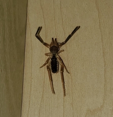 Eremobatinae