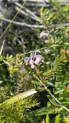 Grevillea sphacelata