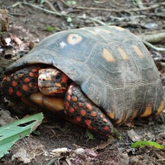 Chelonoidis carbonarius