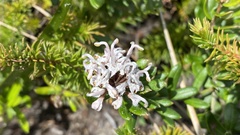 Grevillea sphacelata