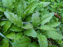 Youngia japonica