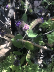 Phacelia brachyantha
