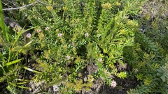 Grevillea sphacelata