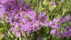 Melaleuca thymifolia