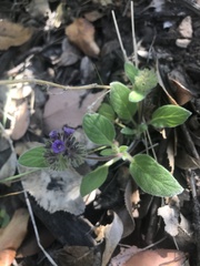 Phacelia brachyantha