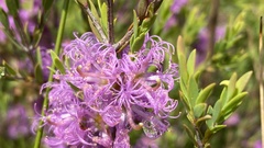 Melaleuca thymifolia