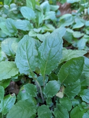 Youngia japonica