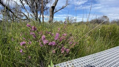 Melaleuca thymifolia