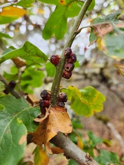 Disholcaspis mellifica