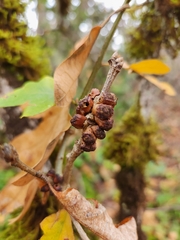 Disholcaspis mellifica